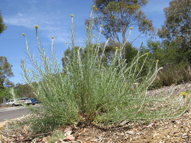 Clustered Everlasting Grasslands